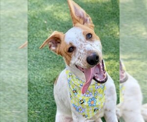 Mutt Dogs for adoption in Henderson, NV, USA
