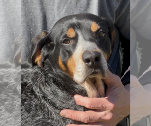 Coonhound Dogs for adoption in Thomasville, NC, USA
