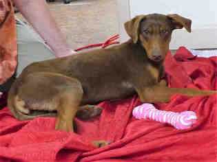 Doberman Pinscher Dogs for adoption in Plano, TX, USA