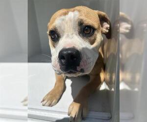 American Pit Bull Terrier-Unknown Mix Dogs for adoption in Houston, TX, USA