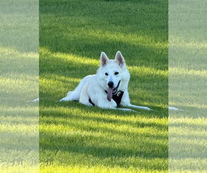 Huskies -Unknown Mix Dogs for adoption in Chandler, AZ, USA