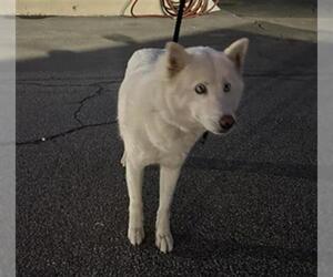 Siberian Husky Dogs for adoption in Downey, CA, USA