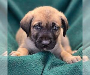 Labrador Retriever-Unknown Mix Dogs for adoption in San Diego, CA, USA