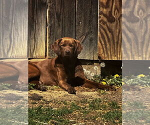 Chocolate Labrador retriever-Spaniel Mix Dogs for adoption in Mouth Of Wilson, VA, USA