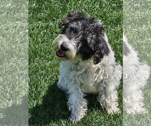 Poodle (Standard)-Unknown Mix Dogs for adoption in Farmington, MN, USA