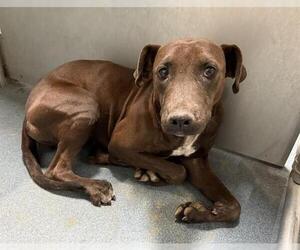 American Pit Bull Terrier-Labrador Retriever Mix Dogs for adoption in HESPERIA, CA, USA