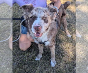 Australian Shepherd-Unknown Mix Dogs for adoption in Chandler, AZ, USA