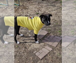Bullboxer Pit Dogs for adoption in Wyoming, MI, USA