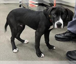 Labrador Retriever-Unknown Mix Dogs for adoption in Forestville, MD, USA