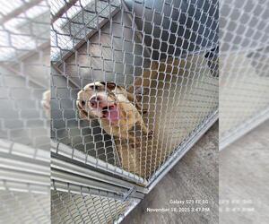 American Staffordshire Terrier-Unknown Mix Dogs for adoption in San Antonio, TX, USA