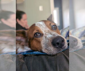 Mutt Dogs for adoption in Garden City, NY, USA
