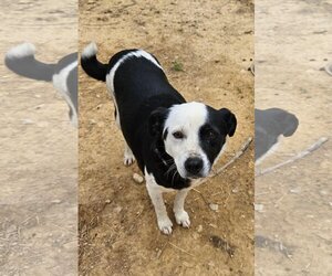 Collie-Unknown Mix Dogs for adoption in Tracy City, TN, USA