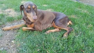 Doberman Pinscher Dogs for adoption in vacaville, CA, USA
