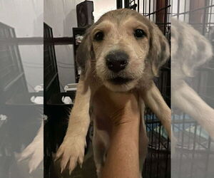 Poodle (Standard)-Unknown Mix Dogs for adoption in Grafton, WI, USA