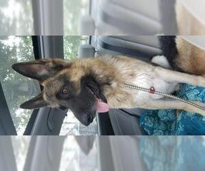 German Shepherd Dog Dogs for adoption in Mount Vernon, AR, USA