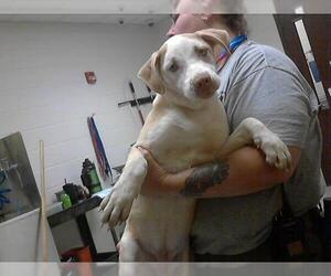 American Pit Bull Terrier-Siberian Husky Mix Dogs for adoption in Fayetteville, NC, USA