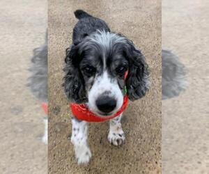 Cocker Spaniel Dogs for adoption in St. Louis Park, MN, USA