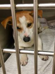Dorgi Dogs for adoption in Minneapolis, MN, USA