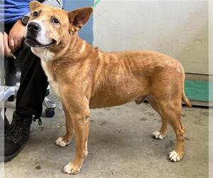 Australian Kelpie-Unknown Mix Dogs for adoption in Camarillo, CA, USA