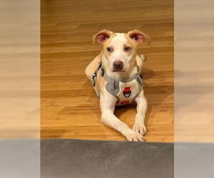 Beagle-Unknown Mix Dogs for adoption in Plainfield, IL, USA