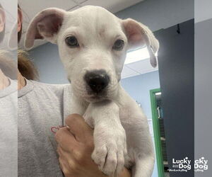 Boxer-Unknown Mix Dogs for adoption in Washington, DC, USA