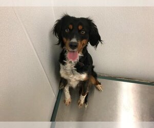 Cocker Spaniel-Unknown Mix Dogs for adoption in Lawrence, KS, USA