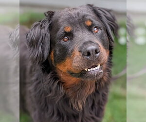Rottweiler Dogs for adoption in Hillsboro, NH, USA