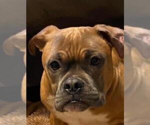Bullboxer Pit Dogs for adoption in Sanford , MI, USA