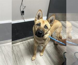 German Shepherd Dog-Unknown Mix Dogs for adoption in Redlands, CA, USA