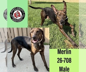 Plott Hound Dogs for adoption in Georgetown, KY, USA