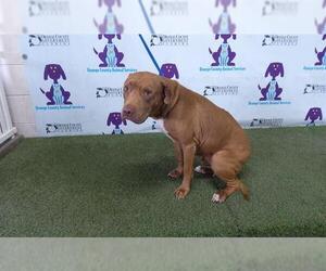 American Pit Bull Terrier-Unknown Mix Dogs for adoption in Orlando, FL, USA