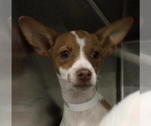 Chihuahua Dogs for adoption in Riverside, CA, USA