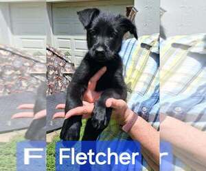 GIANT SCHNAUZER -Unknown Mix Dogs for adoption in Aurora, IN, USA