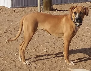 Boxer-Unknown Mix Dogs for adoption in Golden Valley, AZ, USA