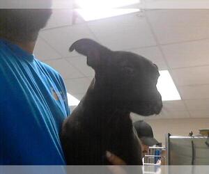 Labrador Retriever Dogs for adoption in Fayetteville, NC, USA