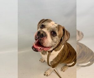 American Bulldog Dogs for adoption in Fort Collins, CO, USA