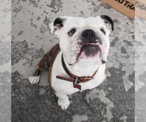 Bulldog Dogs for adoption in Battle Ground, WA, USA