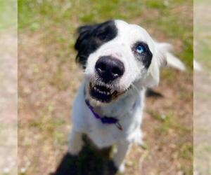 English Setter-Unknown Mix Dogs for adoption in Aurora, CO, USA