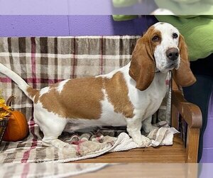 Basset Hound Dogs for adoption in Genesee, WI, USA