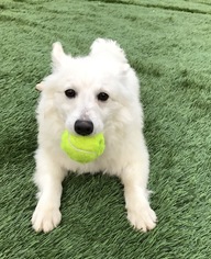 American Eskimo Dog Dogs for adoption in Holden, MO, USA