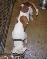 Affenpinscher Dogs for adoption in Pierceton , IN, USA