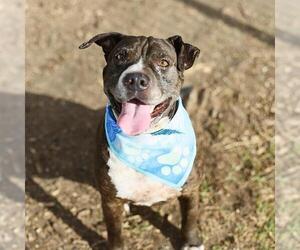 American Staffordshire Terrier-Chinese Shar-Pei Mix Dogs for adoption in San Antonio, TX, USA