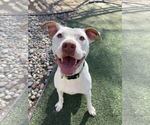 Staffordshire Bull Terrier-Unknown Mix Dogs for adoption in Fort Collins, CO, USA