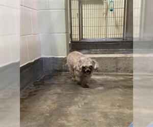 Shih Tzu-Unknown Mix Dogs for adoption in Upland, CA, USA