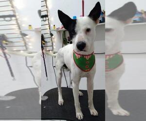 Pointer-Unknown Mix Dogs for adoption in El Cajon, CA, USA