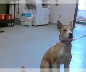 Huskies -Unknown Mix Dogs for adoption in Fayetteville, NC, USA