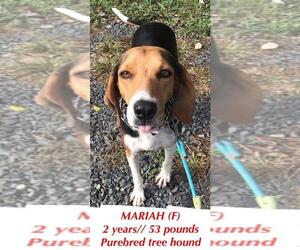 Treeing Walker Coonhound Dogs for adoption in pomfret, CT, USA
