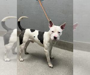 American Pit Bull Terrier-Unknown Mix Dogs for adoption in Las Vegas, NV, USA