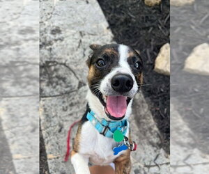 Boston Huahua Dogs for adoption in Springdale, PA, USA