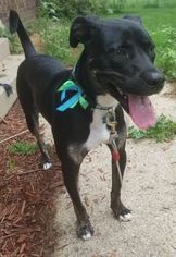 Borador Dogs for adoption in Northville, MI, USA